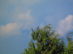 Periparus ater melanolophus