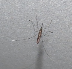 Anopheles tenebrosus