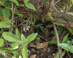 Dendrobium heyneanum