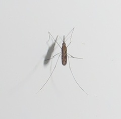 Anopheles tenebrosus