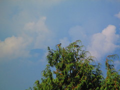 Periparus ater melanolophus