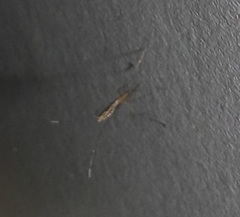 Anopheles tenebrosus