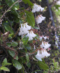 Schizocodon ilicifolius intercedens