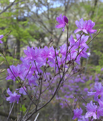 Rhododendron dilatatum dilatatum