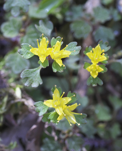 Chrysosplenium album iNat (1)