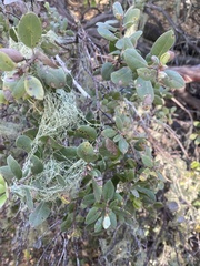Arctostaphylos morroensis