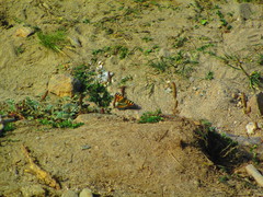 Aglais caschmirensis