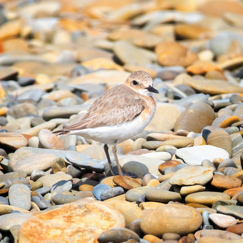 Greater Sand Plover (Anarhynchus leschenaultii), photo 4