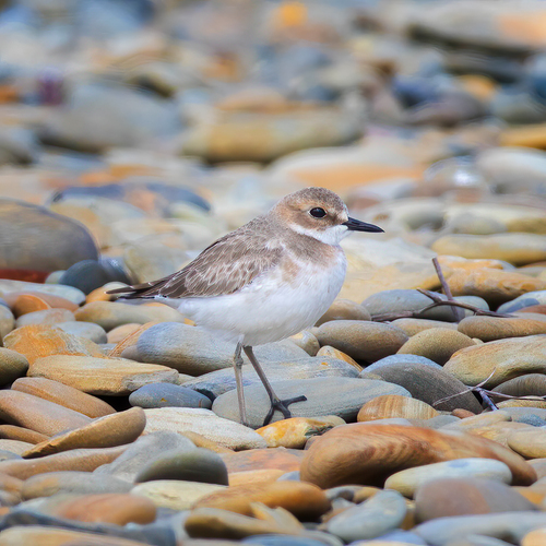 Chorlitejo mongol grande (Charadrius leschenaultii)
