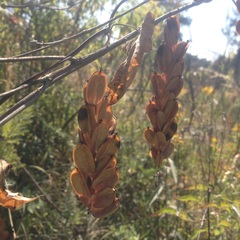 Dioscorea galeottiana