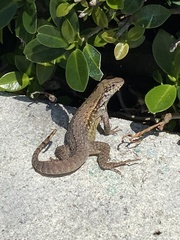 Leiocephalus carinatus