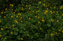 Erythranthe × robertsii