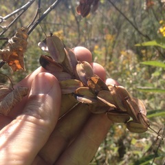 Dioscorea galeottiana