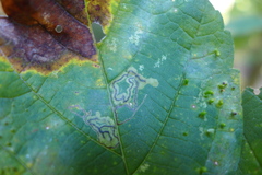 Stigmella speciosa