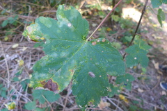 Stigmella speciosa