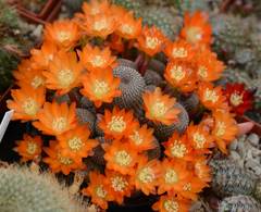 Aylostera heliosa