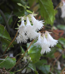 Schizocodon ilicifolius intercedens