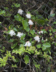 Schizocodon ilicifolius intercedens