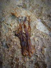 Nemalion elminthoides