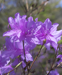 Rhododendron dilatatum dilatatum