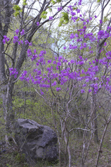 Rhododendron dilatatum dilatatum