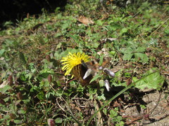 Aglais caschmirensis