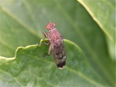 Suillia variegata