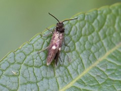Heringocrania unimaculella