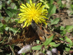 Aglais caschmirensis