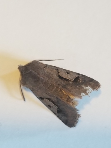 iNaturalist observation photo of Orthosiini