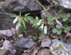 Cardamine anemonoides