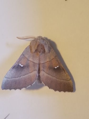 iNaturalist observation photo of White-dotted Prominent