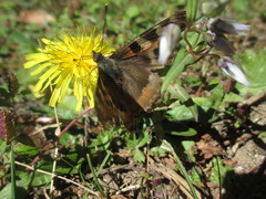 Aglais caschmirensis