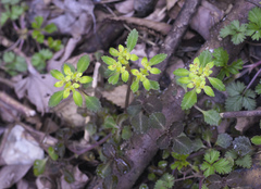Chrysosplenium macrostemon