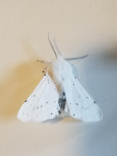 iNaturalist observation photo of Vestal Tiger Moth