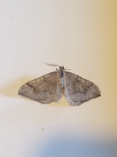 iNaturalist observation photo of Carpet Moths