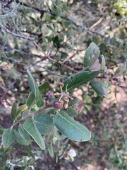 Arctostaphylos morroensis