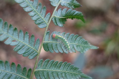 Sphrageidus virguncula