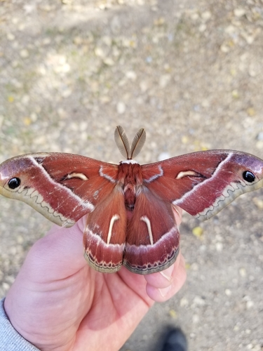 iNaturalist observation photo of Ceanothus Silk Moth