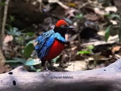 Sula Pitta photo 2