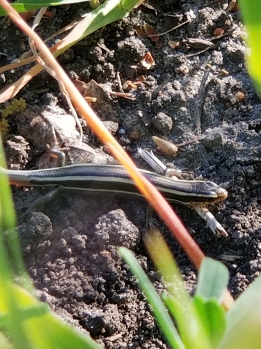 iNaturalist observation photo of Western Skink