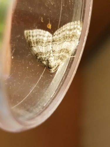 iNaturalist observation photo of Carpet Moths