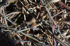 Muehlenbeckia ephedroides