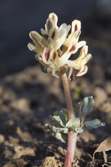 Corydalis ledebouriana