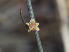 Muehlenbeckia ephedroides
