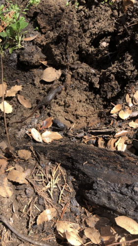 iNaturalist observation photo of Sierra Newt