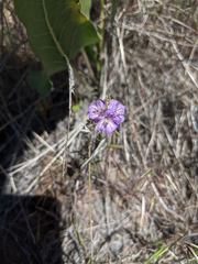 Phacelia linearis