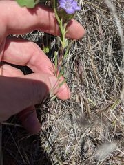 Phacelia linearis