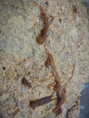 Nemalion elminthoides