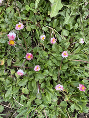 Bellis perennis